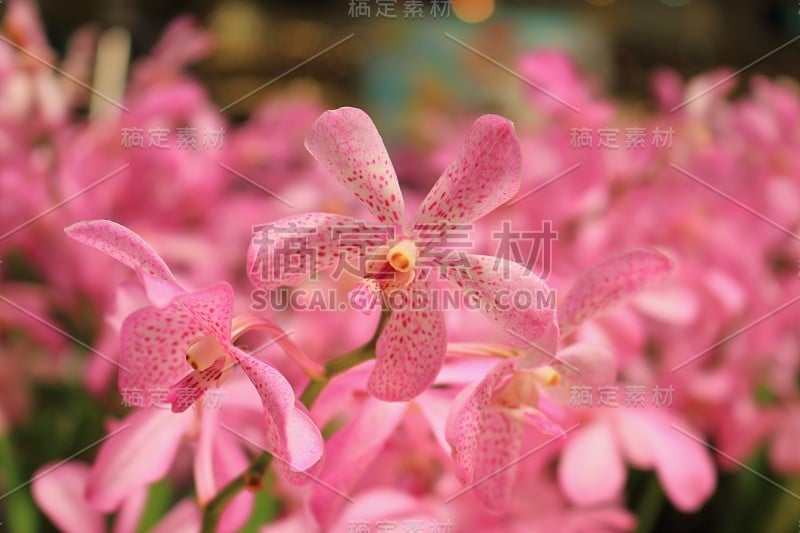 葡萄干面包和两个泡芙条