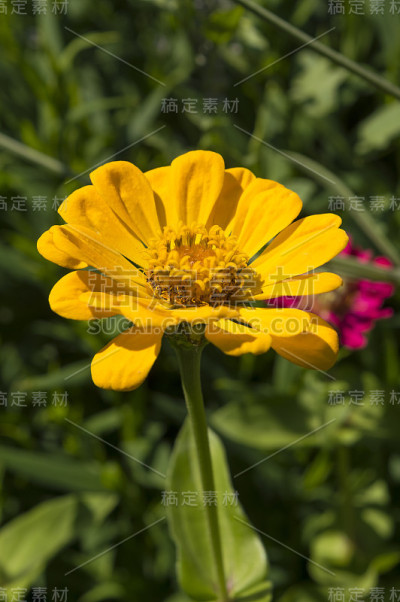 黄色的花