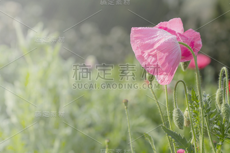 Poppy (Papaveraceae)之花