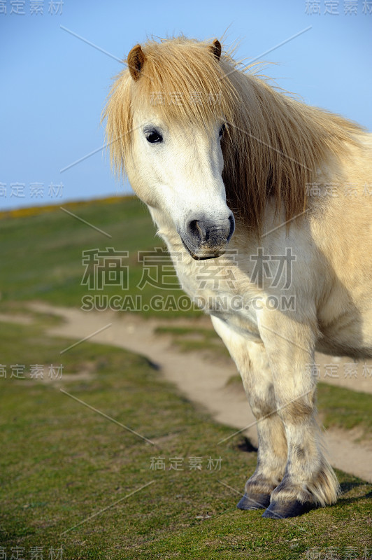 白色设得兰矮种马站在尘土飞扬的路上