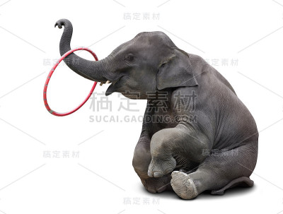大象玩hulahoop