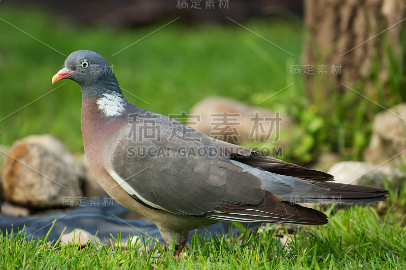 近距离观看木鸽(Columba palumbus)在绿色草地上