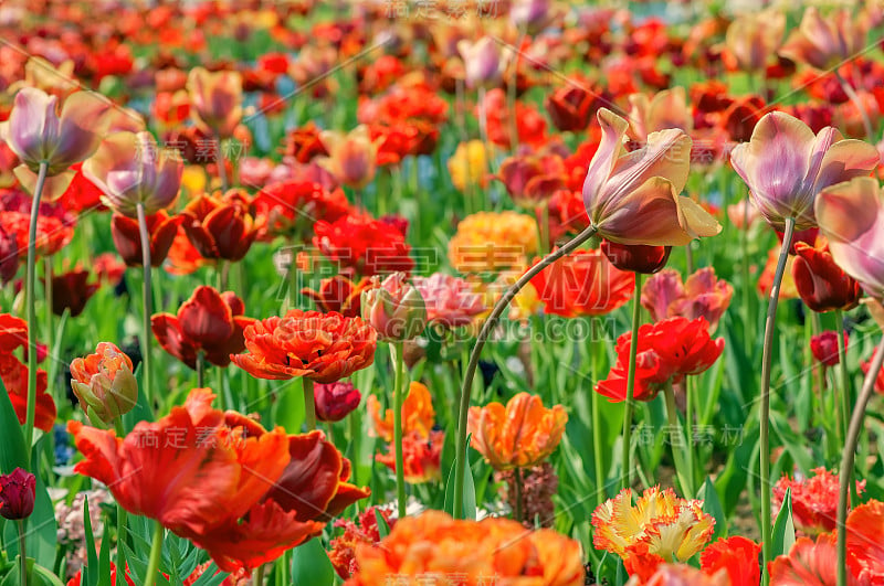 郁金香开花