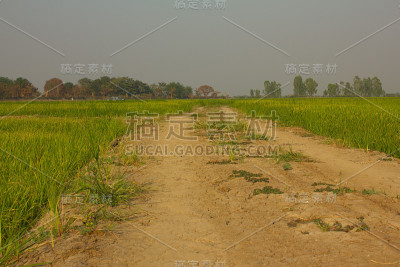 稻田中的道路