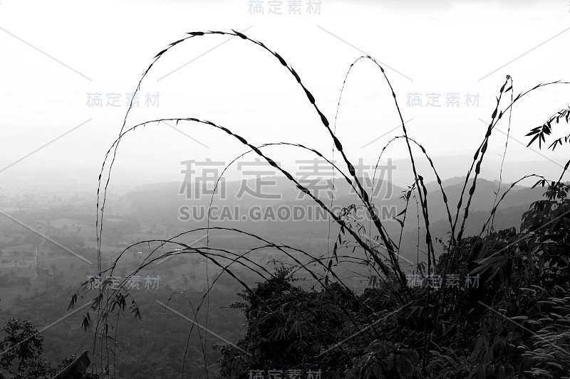 竹木风格黑白相间。