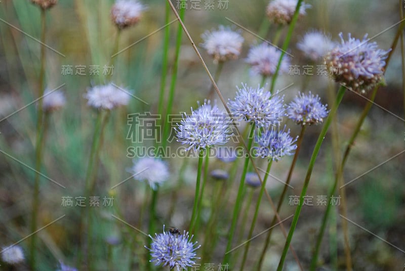 牧草Succisa pratensis Moench是忍冬科的一种开花植物。