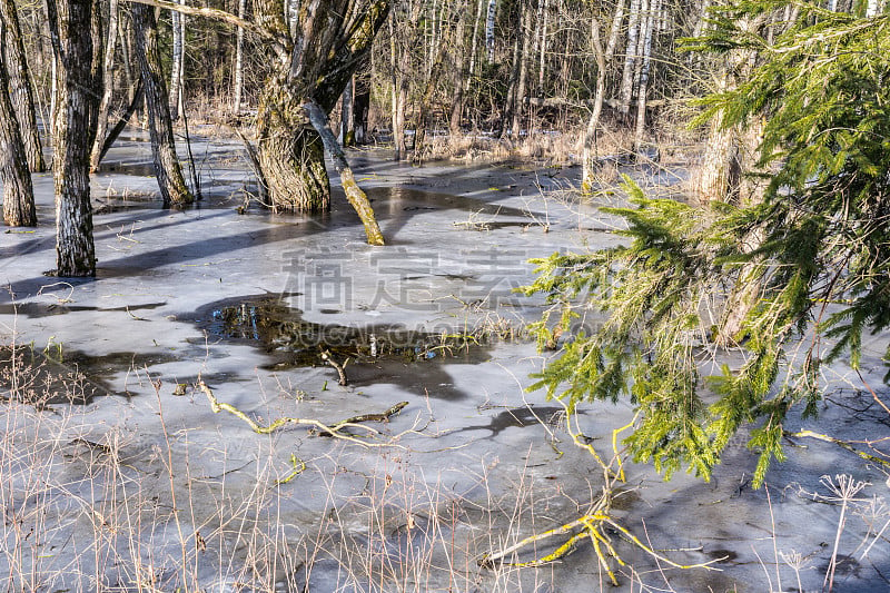 春天沼泽里的冰在融化。棕色的水淹没了广场和雪地。针叶林