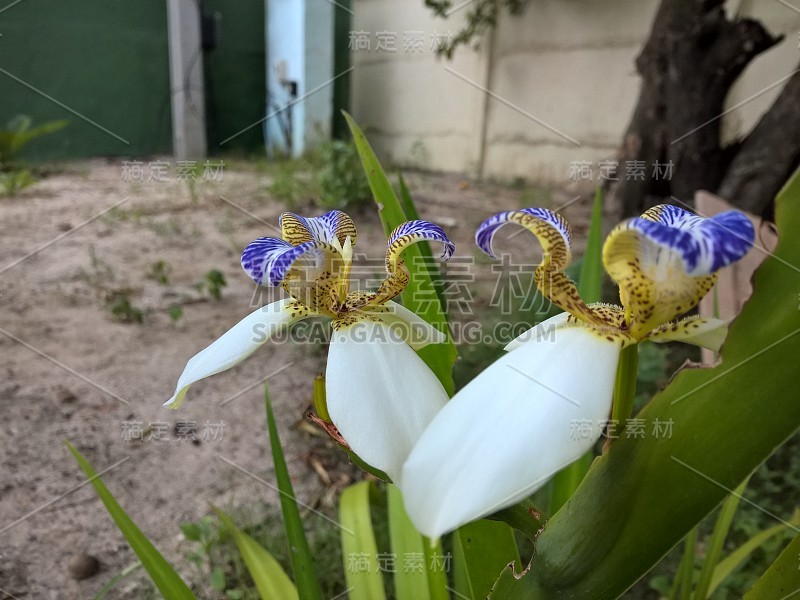 巴西新马利卡假丝酵母花在花园里