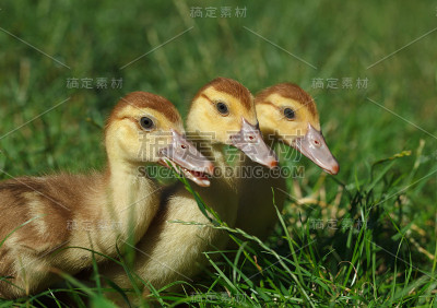 三只小鸭肖像