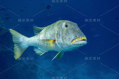 美丽的热带大珊瑚和礁鱼，红海埃及