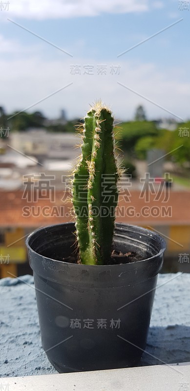 仙人掌二