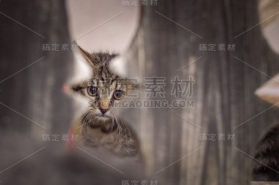 猫的新家