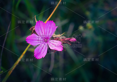 野花