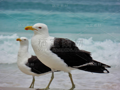 海鸥站在沙滩上，普拉尼哈斯做Pontal海滩，阿拉亚尔做卡波