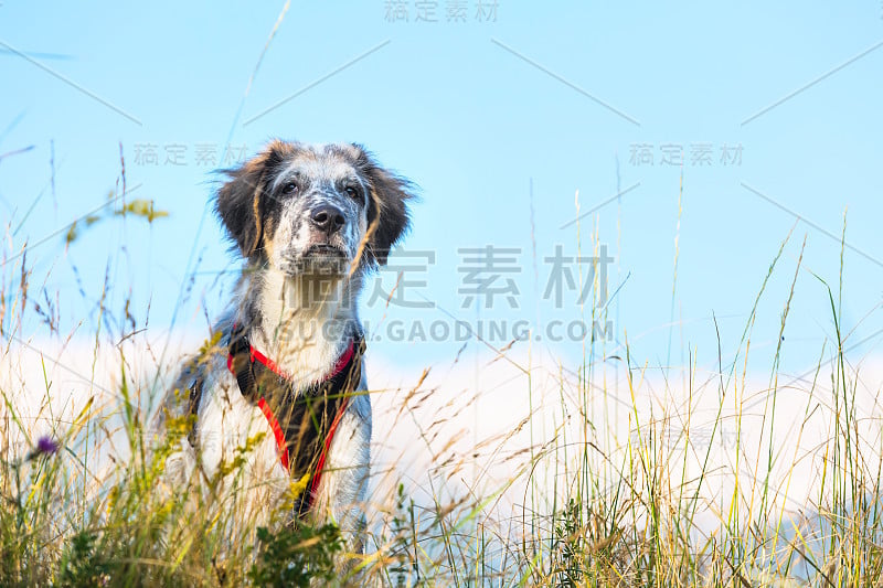 毛茸茸的狗在绿草和高山蓝天的背景下，自由旅行的概念，复制空间