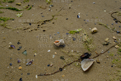 海滩上有海螺和贻贝