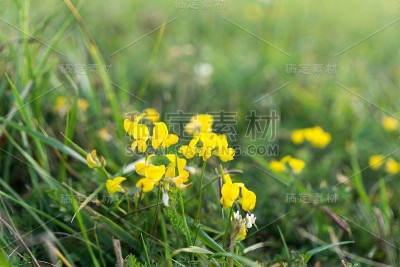 草地上的花。