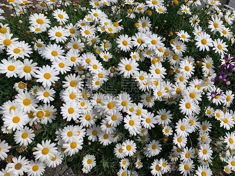 花香味