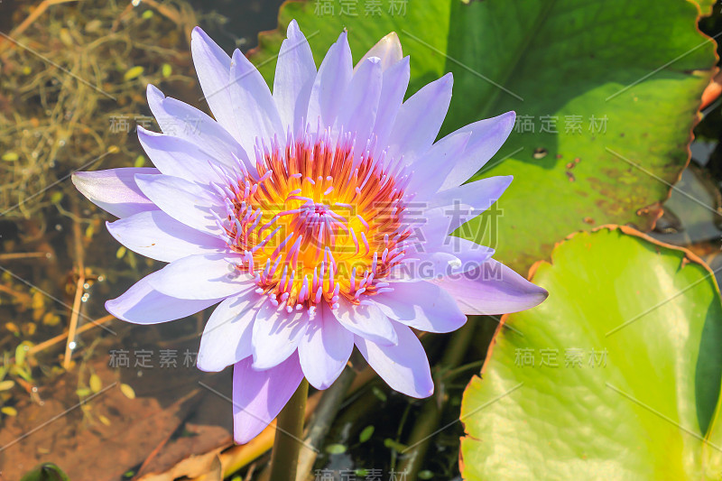 紫色的莲花