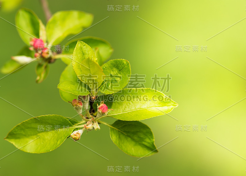 粉红色的花蕾
