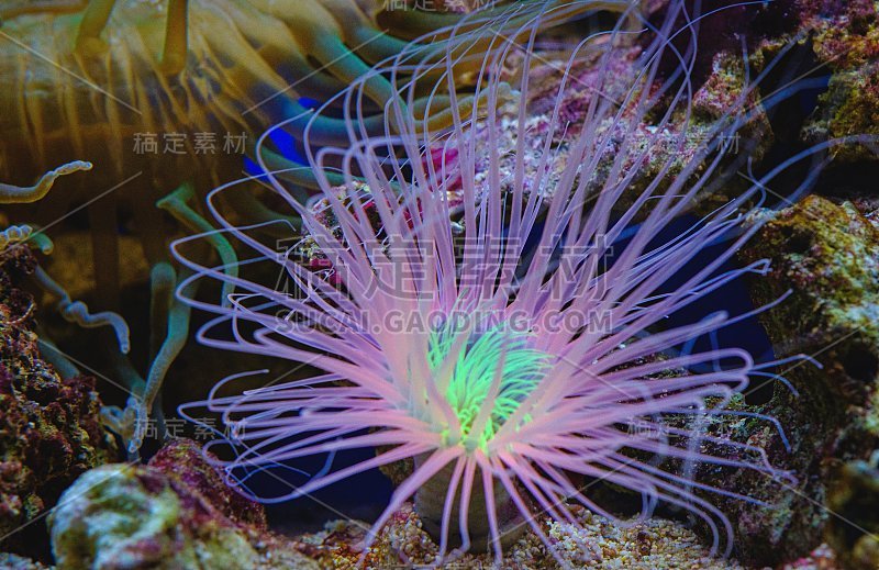 水族馆里的紫蓝色海葵珊瑚