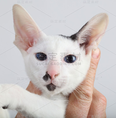 猫在工作室