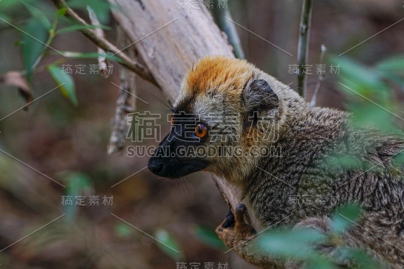 印度洋非洲马达加斯加岛的野生棕色狐猴