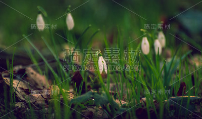 雪花莲