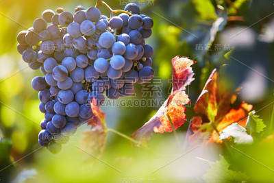 美丽的葡萄收获