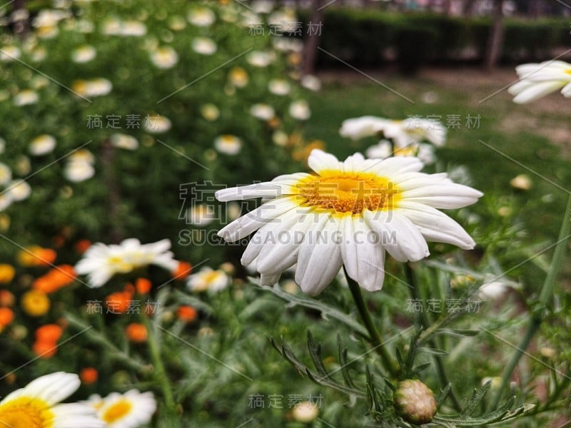 花园里的向日葵，特写一组盛开的向日葵，背景模糊