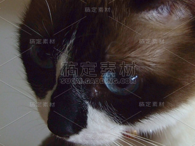 雪鞋猫