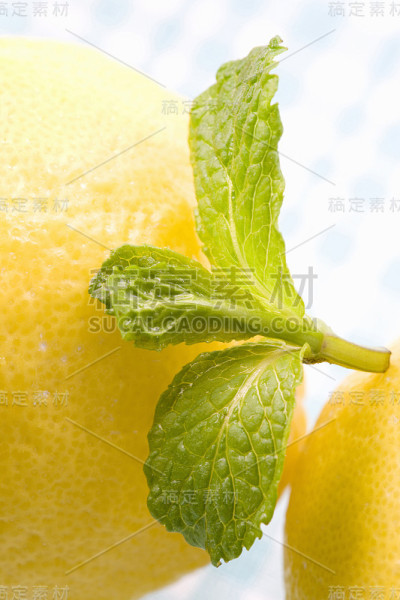 绿薄荷