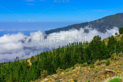 山上的冷杉