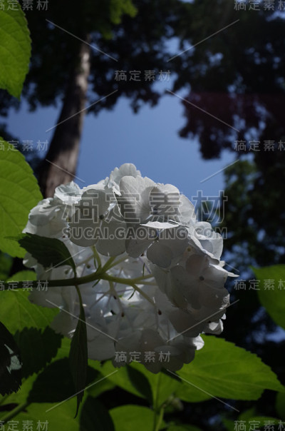 白色绣球花