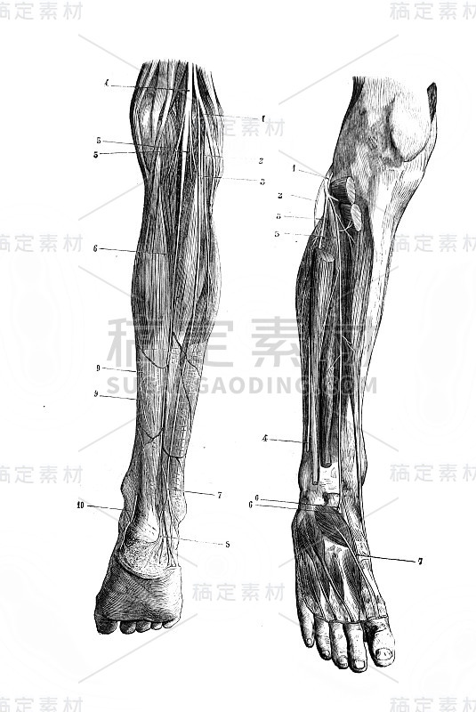 《外科解剖学》中的腿部神经，作者B. Anger, 1869，巴黎