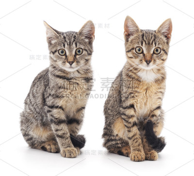 两只小猫。