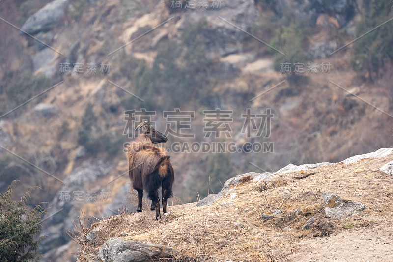 喜马拉雅山羊