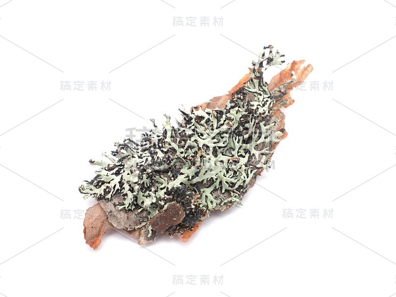 白色背景上的青苔