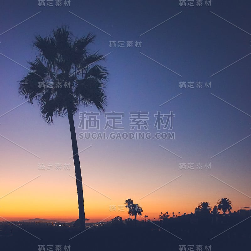 夕阳下的棕榈树