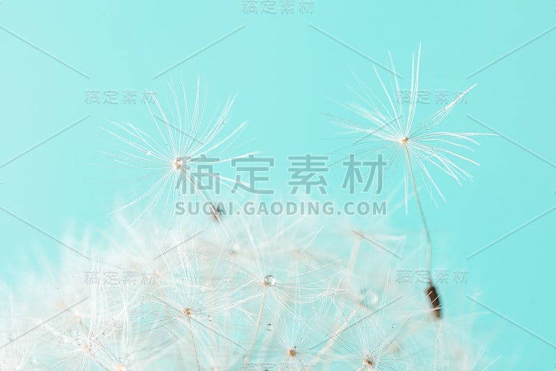 蒲公英种子蒲公英花在蓝色的背景。关闭了。春天的概念。微距镜头