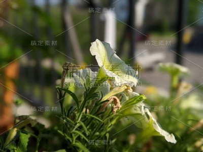 花——青年