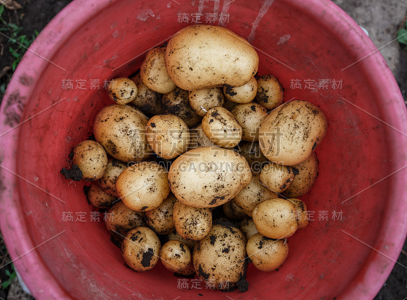 天然蔬菜新鲜农业食品。地里生的绿土豆