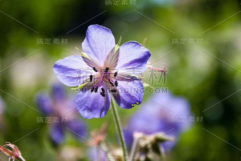 花朵特写