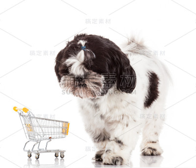狗与购物车孤立在白色