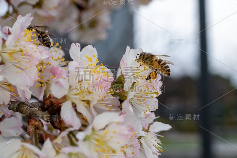 蜜蜂在粉红色的樱花上