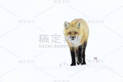 红狐