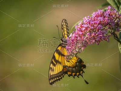 凤蝶，东方虎燕尾蝶，