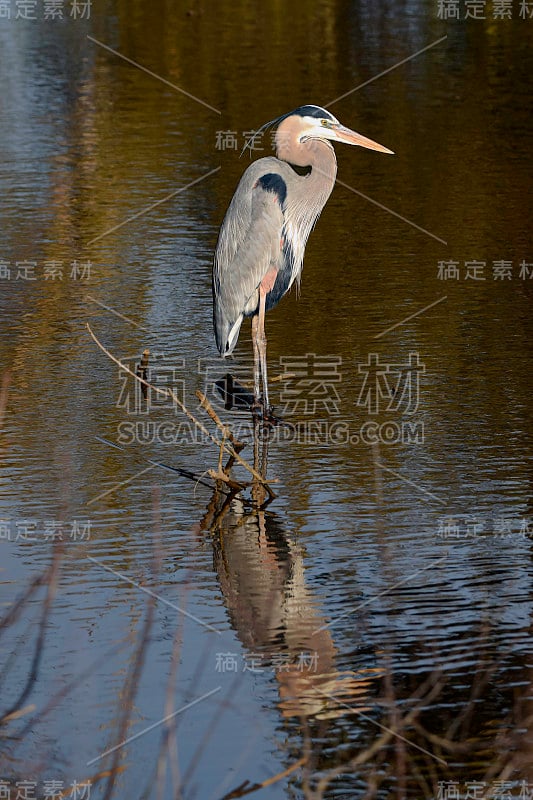 大蓝鹭涉水而过