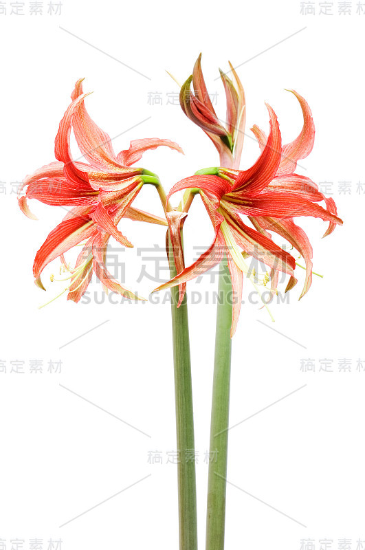 Hippeastrum sybister探戈