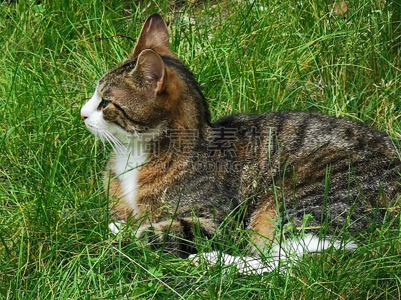 猫和动物宠物夏天